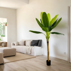 interior decoration banana tree